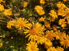 -汉长安城未央宫国家考古遗址公园