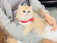 -欣宠猫屋·矮脚拿破仑·蓝金金渐层