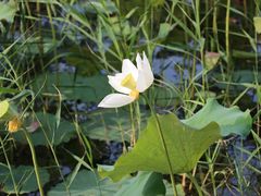-野鸭湖国家湿地公园