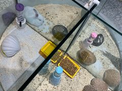 -momokira米努特·德文卷毛猫·棉花面纱犬