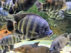 -上海海洋水族馆