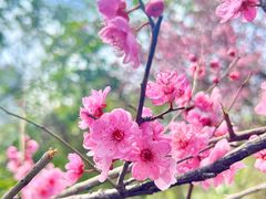 -重庆彩云湖湿地公园