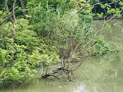 -吴淞炮台湾湿地森林公园烧烤区