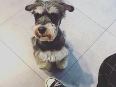 -帕帕拉兹宠物(亚洲旗舰店)