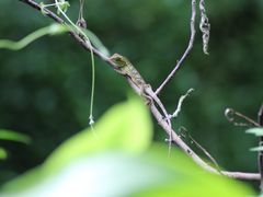 -西双版纳原始森林公园