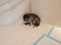 -浣熊柯尔鸭土拨鼠·电玩咖