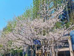 -西北湖绿化广场