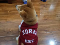 -翊宠yipet猫狗购宠庄园犬舍•猫舍