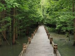 -桤木河湿地公园