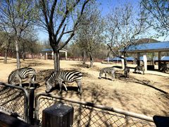 -石家庄市动物园