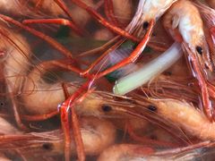 阳澄湖清水虾-鼎鲜·蟹农渔水·阳澄湖大闸蟹·农家乐(美人腿店)
