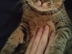 -宠颐生猫科·内科皮肤科(西平世纪城店)