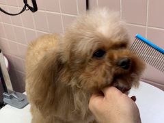 -FAELING PETS美天灵宠物(富力广场店)