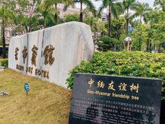 -中缅友谊树