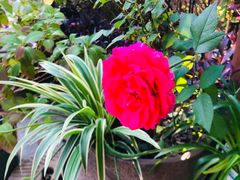 -谷咖啡·鲜花绿植花园餐厅