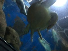 -大连圣亚海洋世界