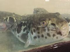 -天正河鲀·河豚亭(大连店)