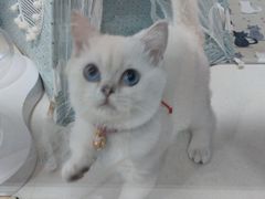 -糯米喵星人总部直营旗舰店·猫舍·幼猫出售