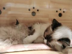 -喵喵咪呀布偶猫咖(春熙路店)