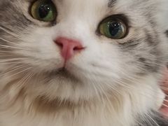 -钦宠·猫咪售卖·洗护·寄养(东圃旗舰店)