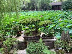 -桂湖森林公园