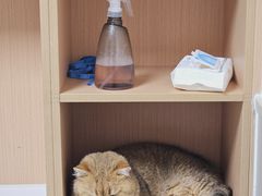-谐和益家动物医院·免疫绝育·血液透析·宠保定点医院(高新伊藤分院)