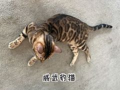 -泰国佛·塔罗·泰牌狐仙古曼