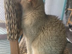 -喵屿·大理花园猫咖