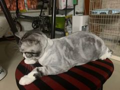 -多卡布奇宠物生活馆(上林世家店)