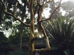 -峨眉山报国寺