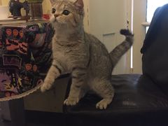 -猫色咖啡·猫咖