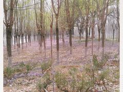 -东郊湿地公园