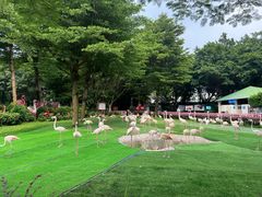 -广州长隆飞鸟乐园