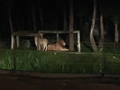 -清迈夜间动物园