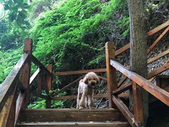 -大岭沟猕猴桃谷风景区