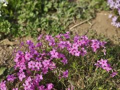 -北京国际鲜花港