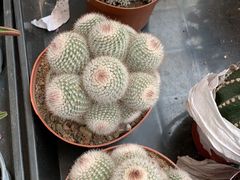 -秦美花卉(天朗·莱茵小城2期店)