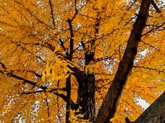 -成都中医药大学(温江校区)