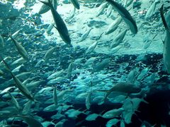 -上海海洋水族馆