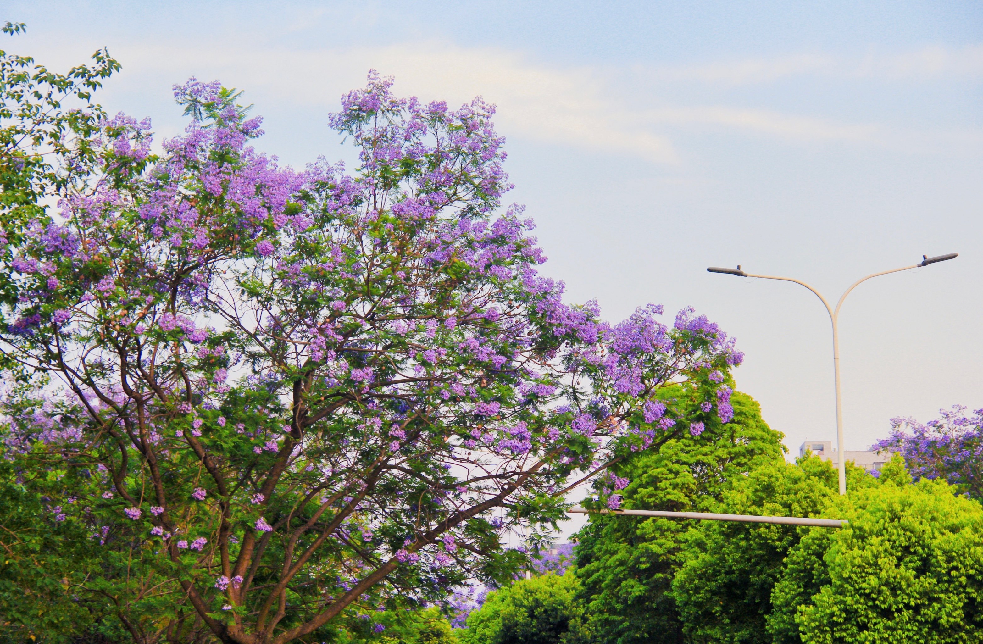救命🆘|武晋路蓝花楹也太好拍了吧