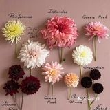 岁月如花，笑看花开，静赏花落是人生的一种极致