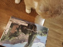 -滚猫咖啡·猫咖·猫友好撸猫(未来城店)