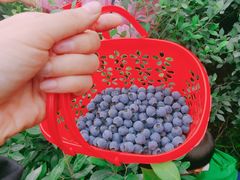 -金谷域澳洲庄园