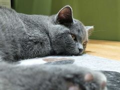 -猫亿天猫咖