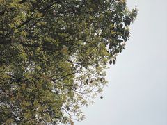 -南山植物园