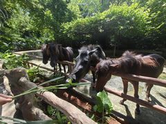 -海南热带野生动植物园