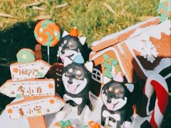 -前小桔亲子创意农场·草莓采摘·露营烧烤