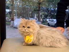 -瑞派康怡24h宠物医院·犬猫医疗中心·微创绝育(瑞景分院)