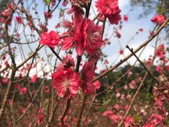 -南国桃园旅游度假区