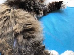 -Anne猫窝咖啡屋